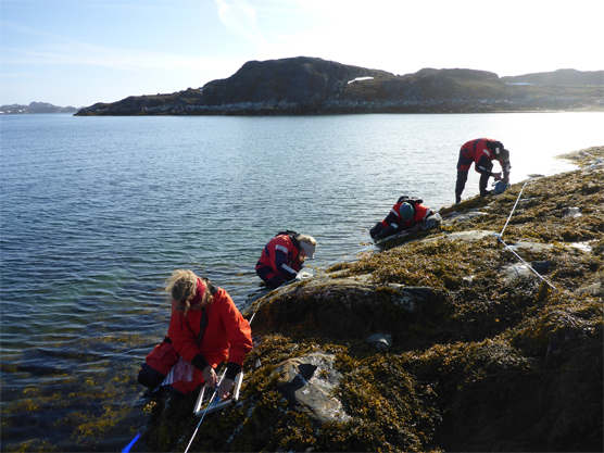 Baseline study of shoreline before experiments in Grace project 2017. Photo: Ole Geertz-Hansen